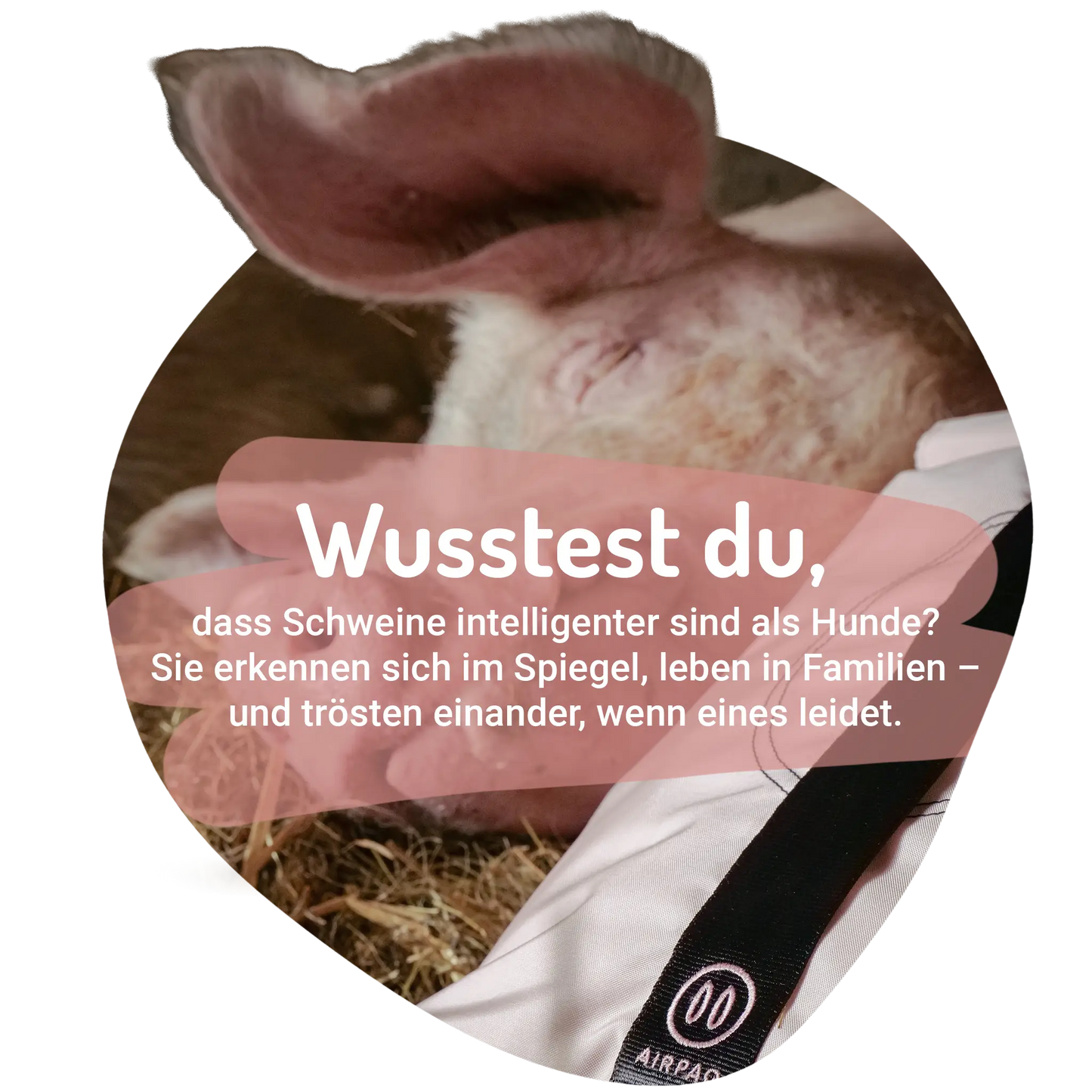 Schweine Bundle